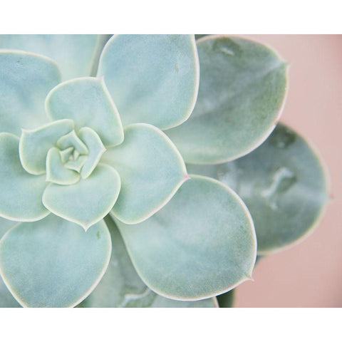 Succulent Glow IV Black Modern Wood Framed Art Print by Johnson, Jason