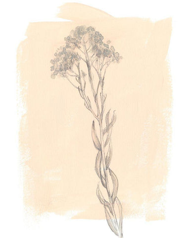 Branch on Blush I Black Ornate Wood Framed Art Print with Double Matting by Goldberger, Jennifer