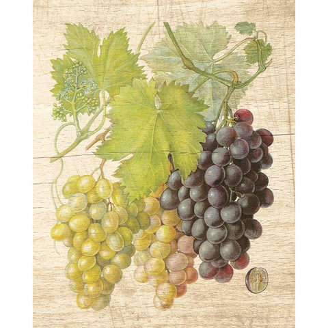 Grapevine I White Modern Wood Framed Art Print by Nobleworks Inc.