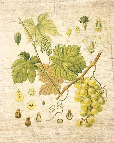 Grapevine II White Modern Wood Framed Art Print with Double Matting by Nobleworks Inc.