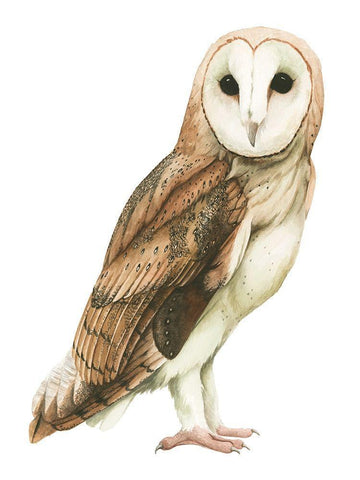 Alba I White Modern Wood Framed Art Print with Double Matting by Popp, Grace