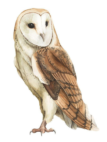 Alba II Black Ornate Wood Framed Art Print with Double Matting by Popp, Grace