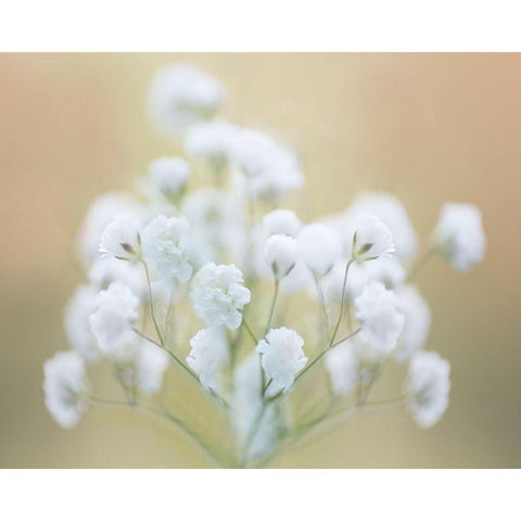 Babys Breath Study I Gold Ornate Wood Framed Art Print with Double Matting by McLoughlin, James