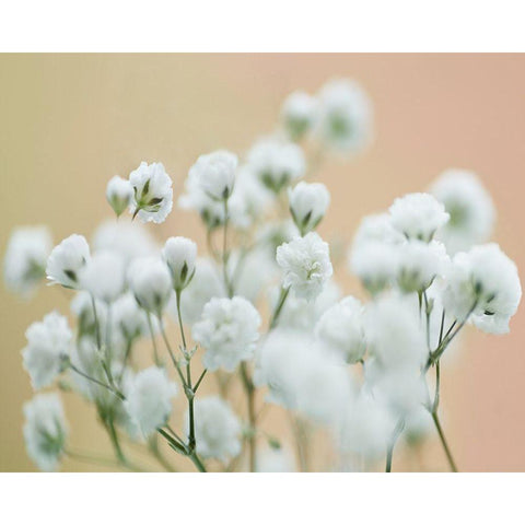 Babys Breath Study II Gold Ornate Wood Framed Art Print with Double Matting by McLoughlin, James
