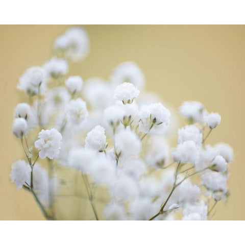 Babys Breath Study III Black Modern Wood Framed Art Print by McLoughlin, James