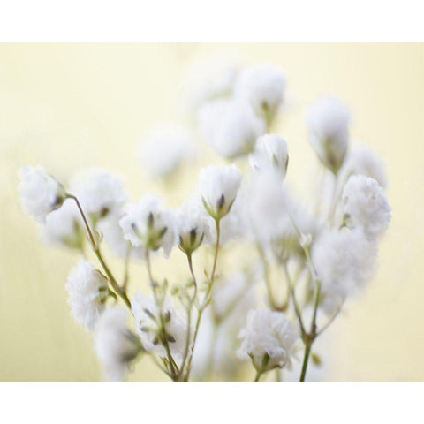Babys Breath Study IV White Modern Wood Framed Art Print by McLoughlin, James