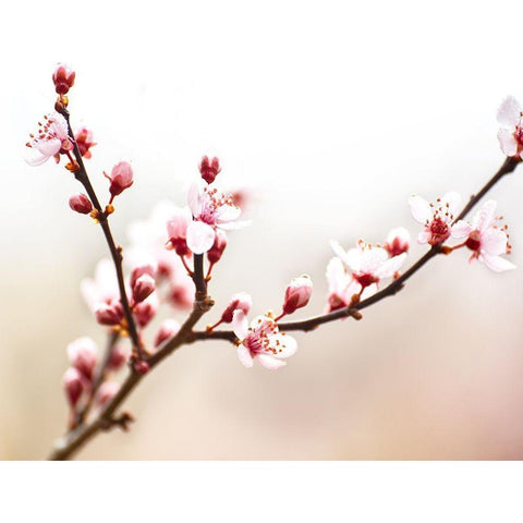 Cherry Blossom Study I Gold Ornate Wood Framed Art Print with Double Matting by McLoughlin, James