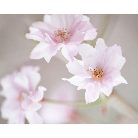 Cherry Blossom Study III White Modern Wood Framed Art Print by McLoughlin, James