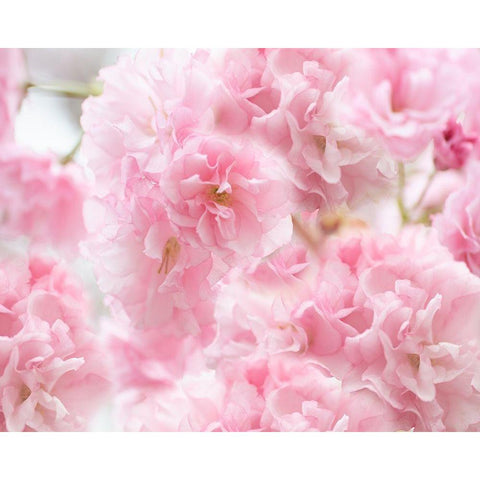 Cherry Blossom Study IV White Modern Wood Framed Art Print by McLoughlin, James