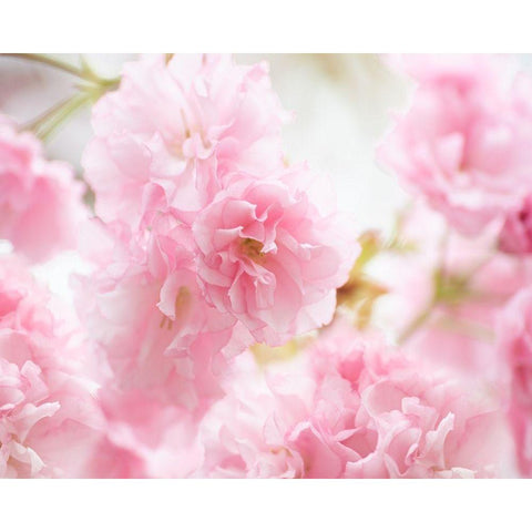 Cherry Blossom Study V Black Modern Wood Framed Art Print by McLoughlin, James