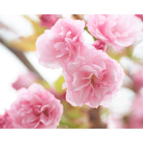 Cherry Blossom Study VI White Modern Wood Framed Art Print by McLoughlin, James