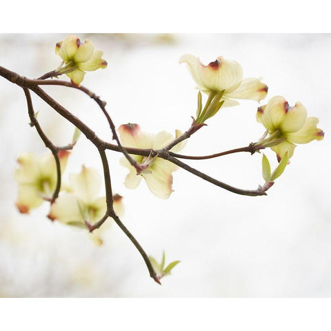 Dogwood Detail I White Modern Wood Framed Art Print by McLoughlin, James