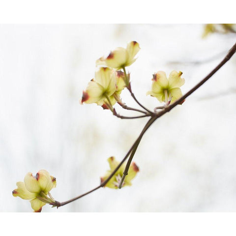 Dogwood Detail II Black Modern Wood Framed Art Print by McLoughlin, James