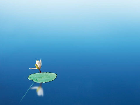 Lilypad I White Modern Wood Framed Art Print with Double Matting by McLoughlin, James