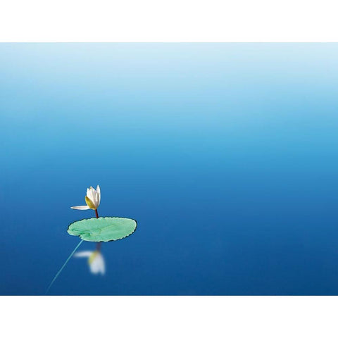 Lilypad I White Modern Wood Framed Art Print by McLoughlin, James