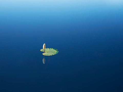 Lilypad II Black Ornate Wood Framed Art Print with Double Matting by McLoughlin, James