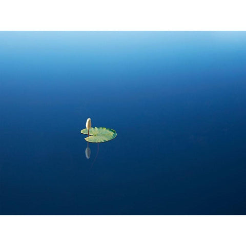 Lilypad II Gold Ornate Wood Framed Art Print with Double Matting by McLoughlin, James