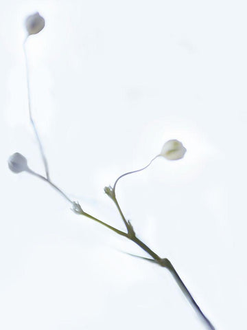 White Buds I White Modern Wood Framed Art Print with Double Matting by McLoughlin, James