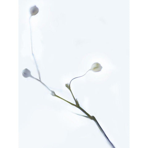White Buds I Black Modern Wood Framed Art Print by McLoughlin, James