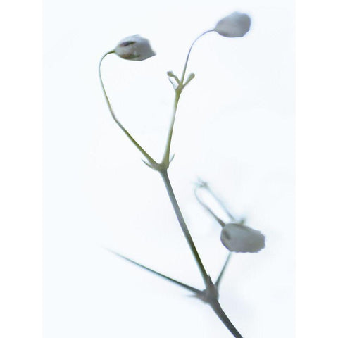 White Buds II Black Modern Wood Framed Art Print with Double Matting by McLoughlin, James