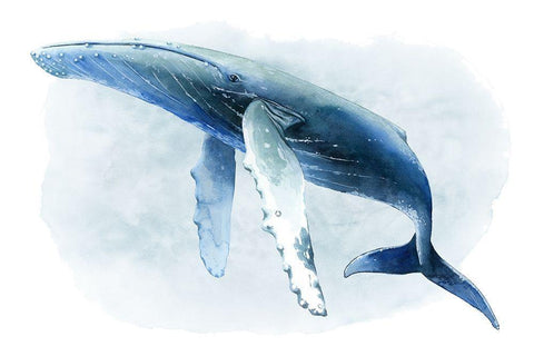 Watercolor Humpback II White Modern Wood Framed Art Print with Double Matting by Popp, Grace