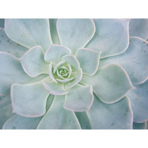 Storybook Succulent I Black Modern Wood Framed Art Print by Johnson, Jason