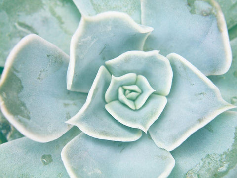 Storybook Succulent II Black Ornate Wood Framed Art Print with Double Matting by Johnson, Jason