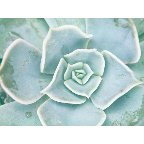 Storybook Succulent II Gold Ornate Wood Framed Art Print with Double Matting by Johnson, Jason