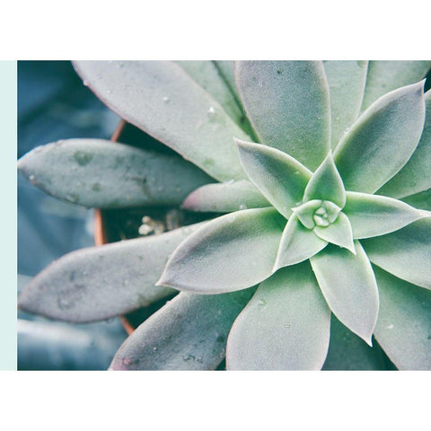 Storybook Succulent III White Modern Wood Framed Art Print by Johnson, Jason