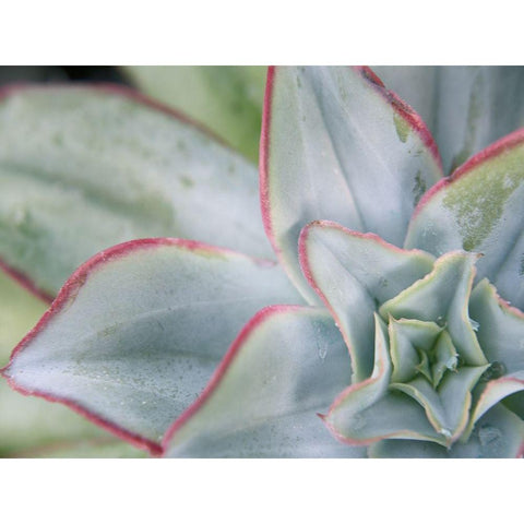 Desert Star I Black Modern Wood Framed Art Print with Double Matting by Johnson, Jason