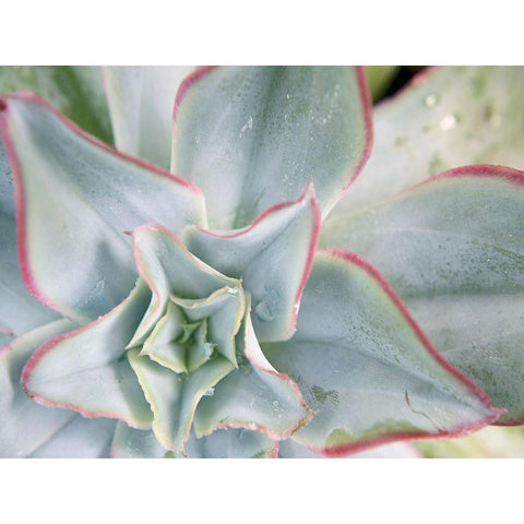 Desert Star II White Modern Wood Framed Art Print by Johnson, Jason