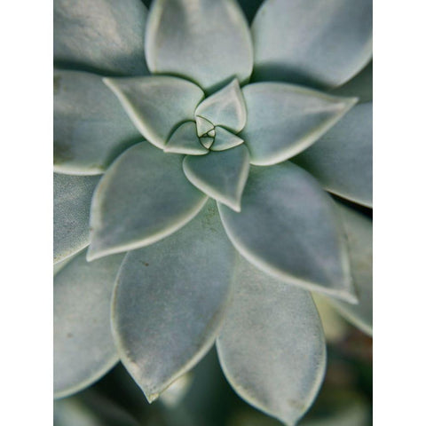 Hanging Garden Succulent II White Modern Wood Framed Art Print by Johnson, Jason