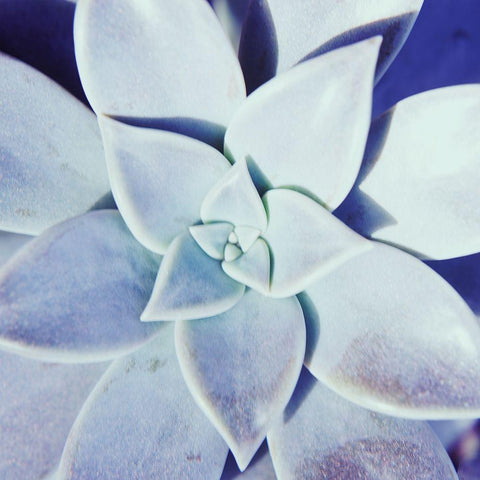 Ultra Violet II White Modern Wood Framed Art Print with Double Matting by Johnson, Jason