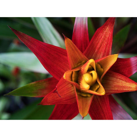 Bromeliad Burst I Black Modern Wood Framed Art Print with Double Matting by Johnson, Jason