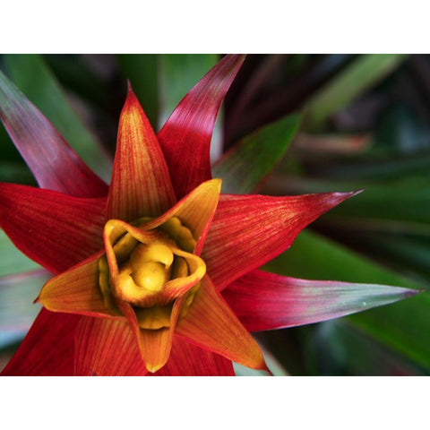 Bromeliad Burst II White Modern Wood Framed Art Print by Johnson, Jason