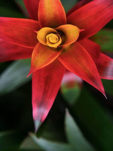 Bromeliad Burst III White Modern Wood Framed Art Print with Double Matting by Johnson, Jason