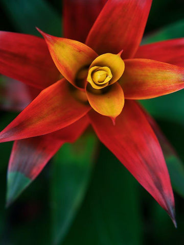 Bromeliad Burst IV Black Ornate Wood Framed Art Print with Double Matting by Johnson, Jason