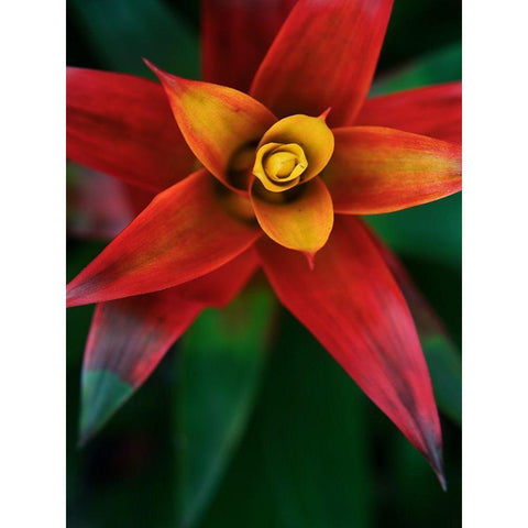 Bromeliad Burst IV Gold Ornate Wood Framed Art Print with Double Matting by Johnson, Jason