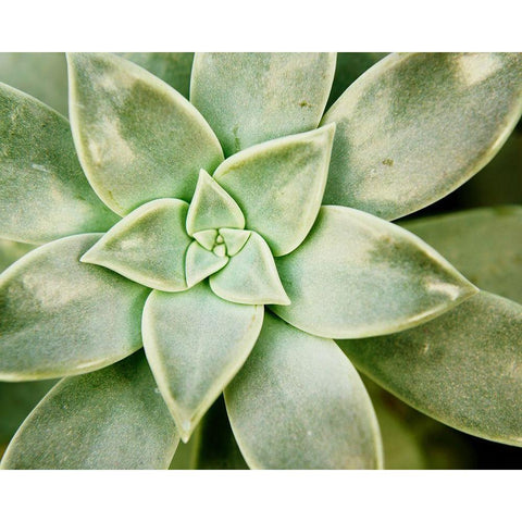Spring Succulent I Black Modern Wood Framed Art Print with Double Matting by Johnson, Jason