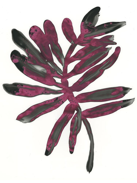 Image Only