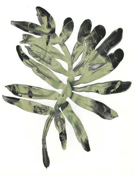 Image Only