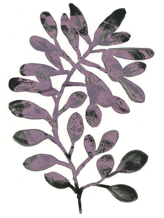 Image Only