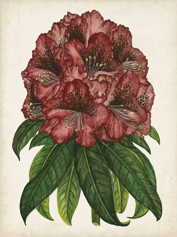 Rhododendron Study I Black Ornate Wood Framed Art Print with Double Matting by Wang, Melissa