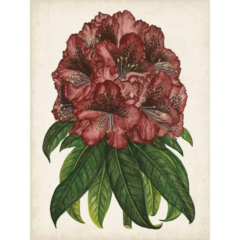 Rhododendron Study I Black Modern Wood Framed Art Print with Double Matting by Wang, Melissa