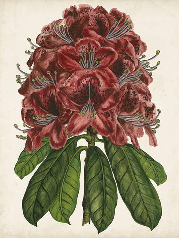 Rhododendron Study II Black Ornate Wood Framed Art Print with Double Matting by Wang, Melissa