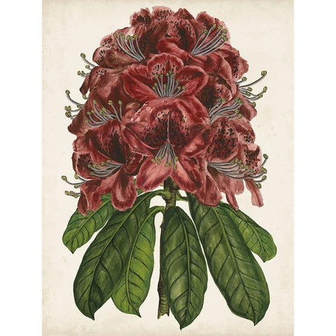 Rhododendron Study II Gold Ornate Wood Framed Art Print with Double Matting by Wang, Melissa