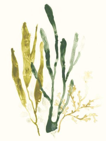 Kelp Collection I White Modern Wood Framed Art Print with Double Matting by Vess, June Erica