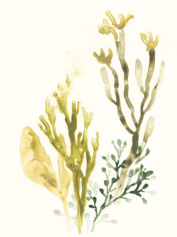 Kelp Collection II Black Ornate Wood Framed Art Print with Double Matting by Vess, June Erica