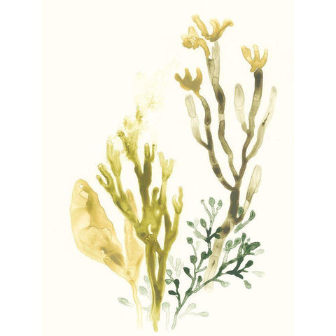 Kelp Collection II Black Modern Wood Framed Art Print with Double Matting by Vess, June Erica