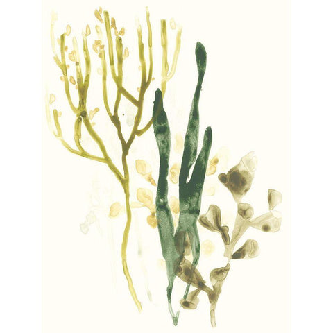 Kelp Collection V Gold Ornate Wood Framed Art Print with Double Matting by Vess, June Erica